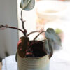 Philodendron Pink Princess