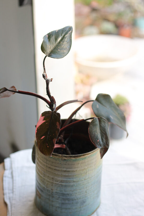 Philodendron Pink Princess