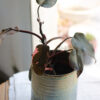 Philodendron Pink Princess