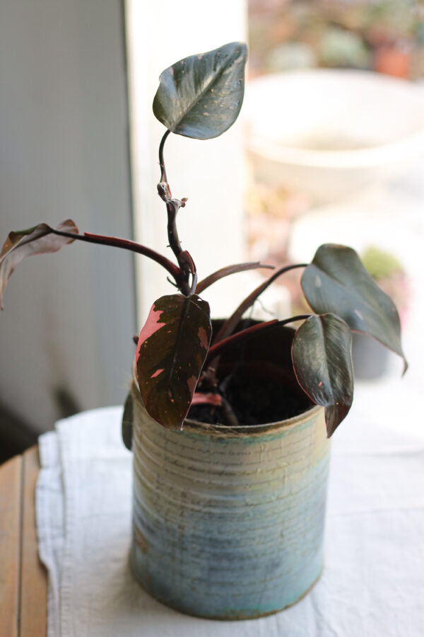 Philodendron Pink Princess