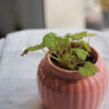Baby plant