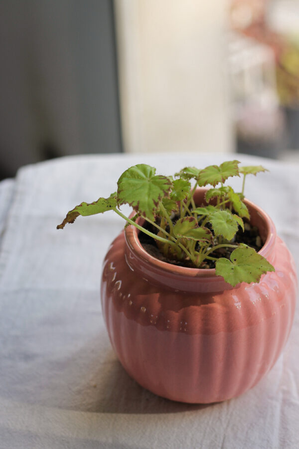 Baby plant