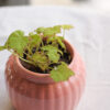 Baby plant