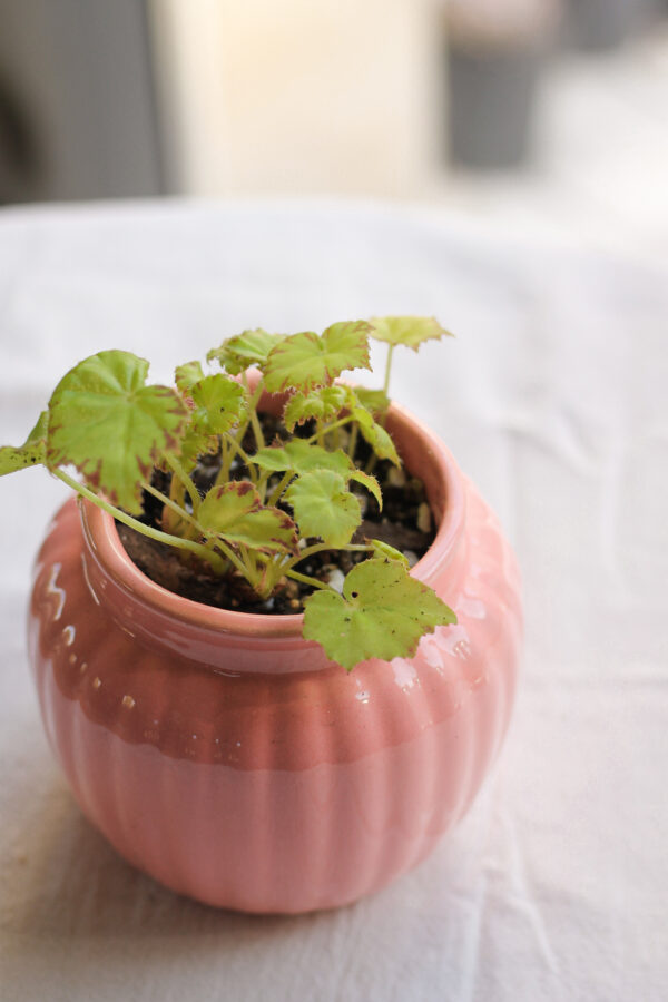 Baby plant