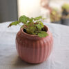 Baby plant