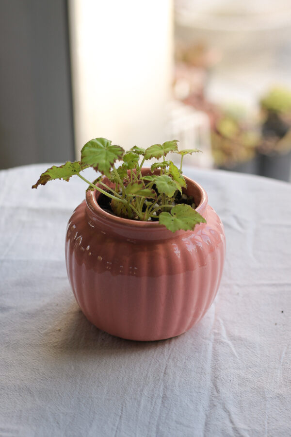 Baby plant