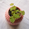Baby plant