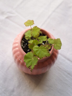 Baby plant