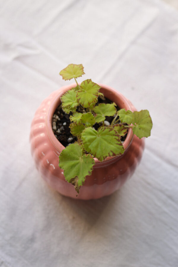 Baby plant