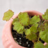 Baby plant
