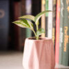 Baby plant