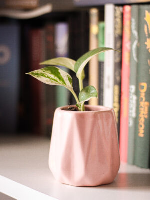 Baby plant