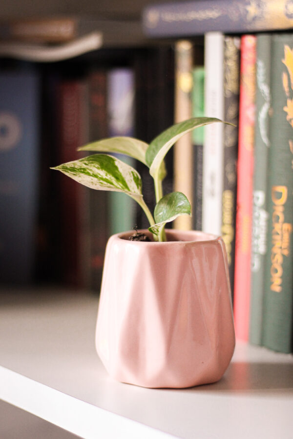Baby plant