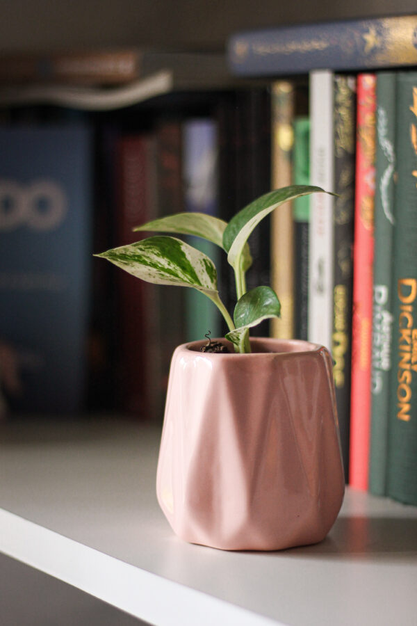 Baby plant