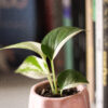 Baby plant