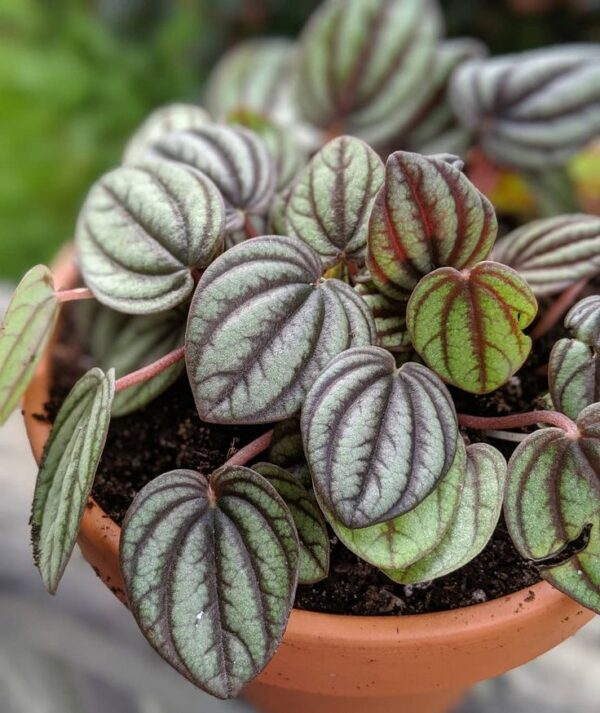 Peperomia negra
