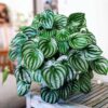 Peperomia Sandía