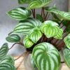 Peperomia Sandía