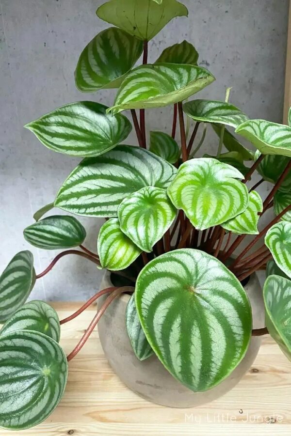 Peperomia Sandía