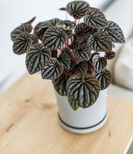 Peperomia negra
