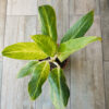 Aglaonema King of Siam
