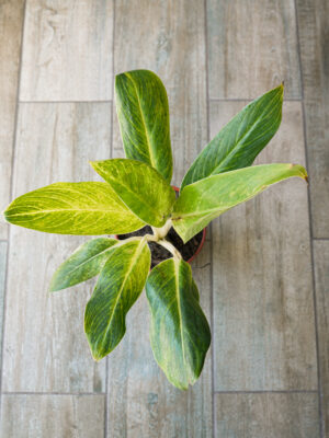 Aglaonema King of Siam