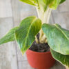 Aglaonema King of Siam