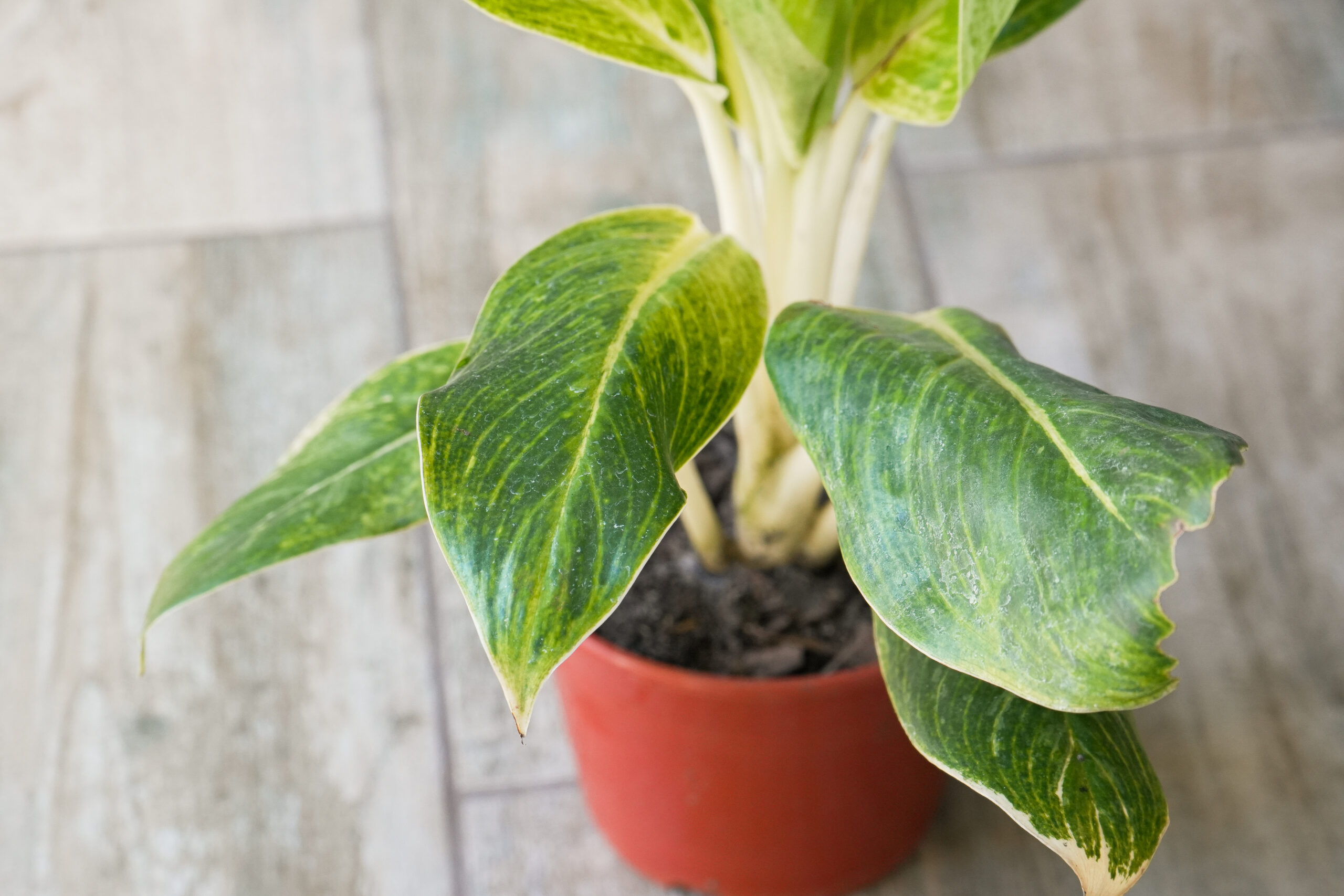 Aglaonema King of Siam