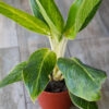 Aglaonema King of Siam