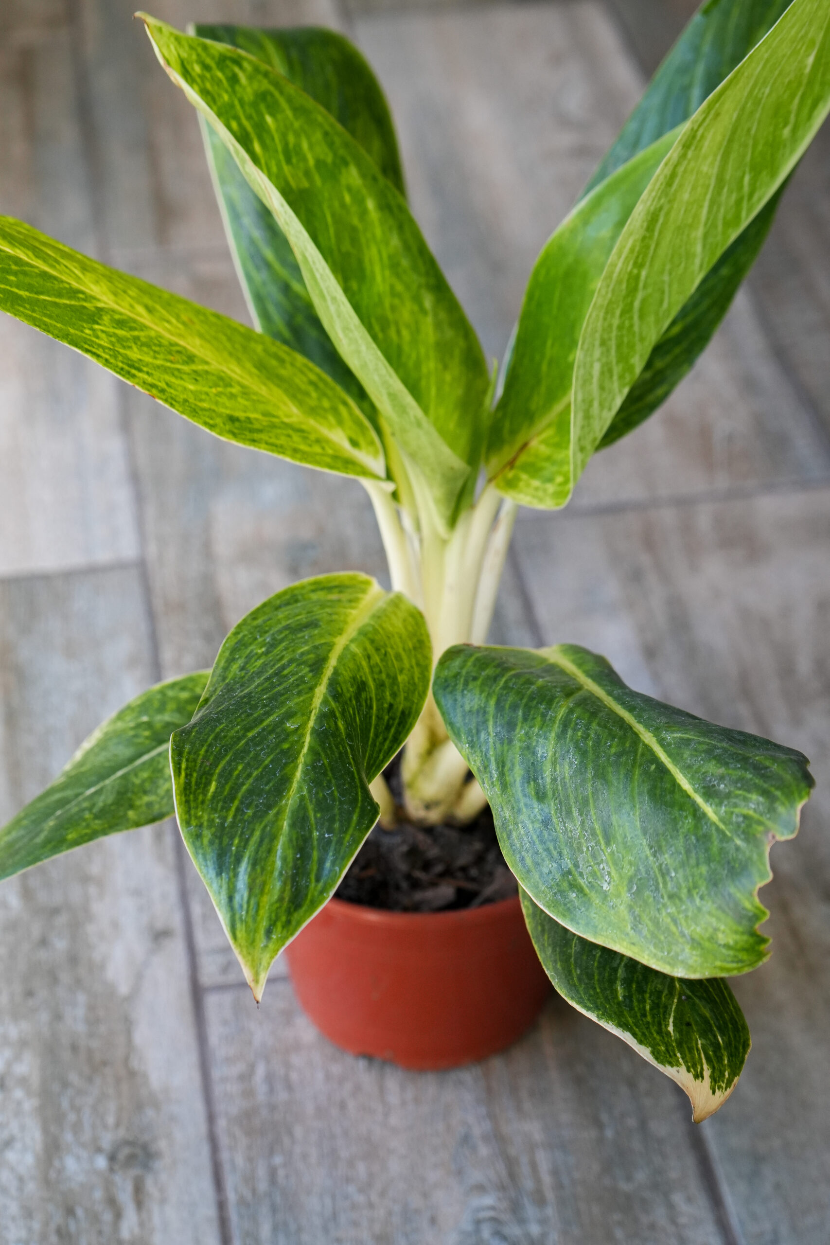 Aglaonema King of Siam