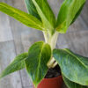 Aglaonema King of Siam