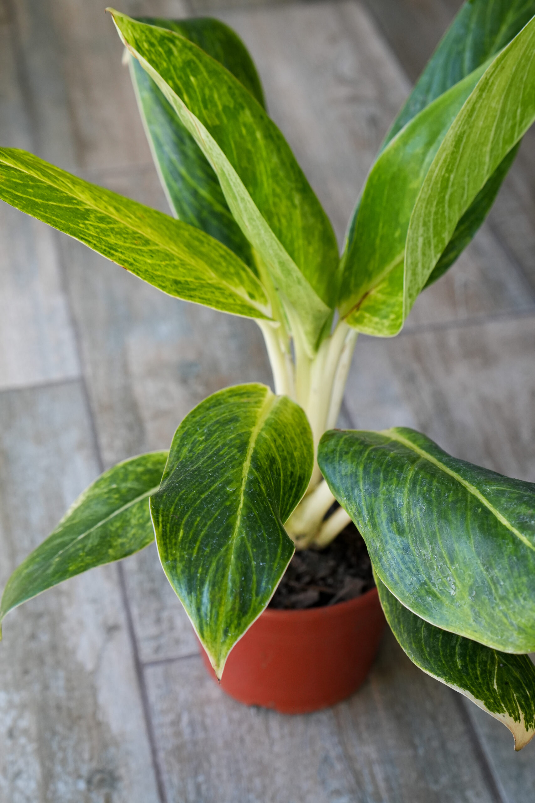 Aglaonema King of Siam