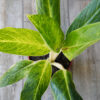 Aglaonema King of Siam