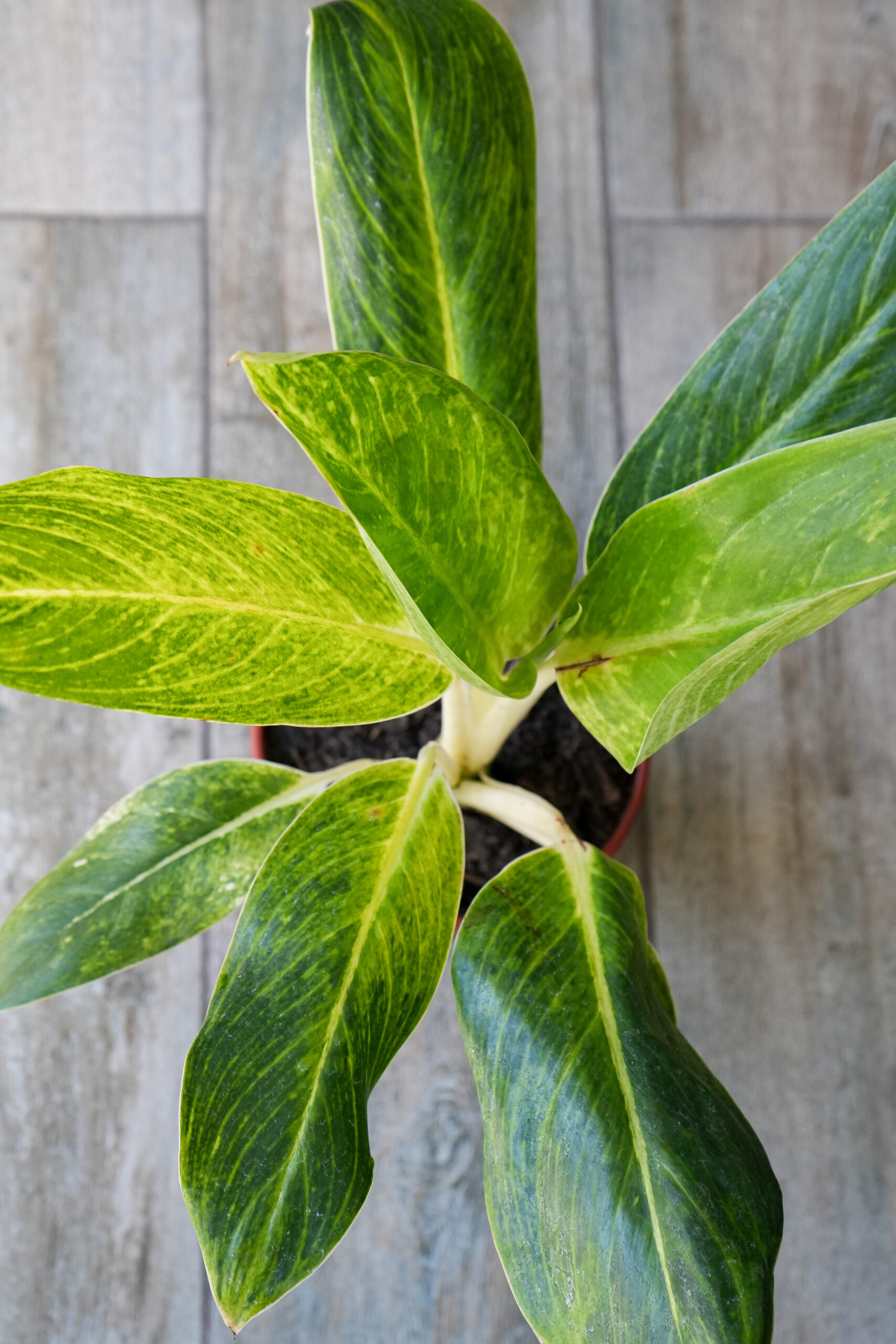Aglaonema King of Siam