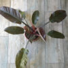 Philodendron red