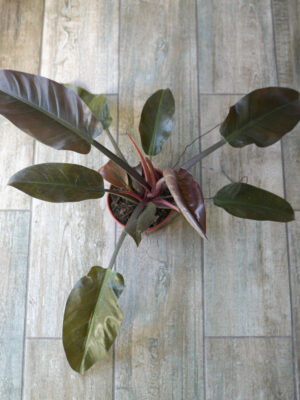 Philodendron red