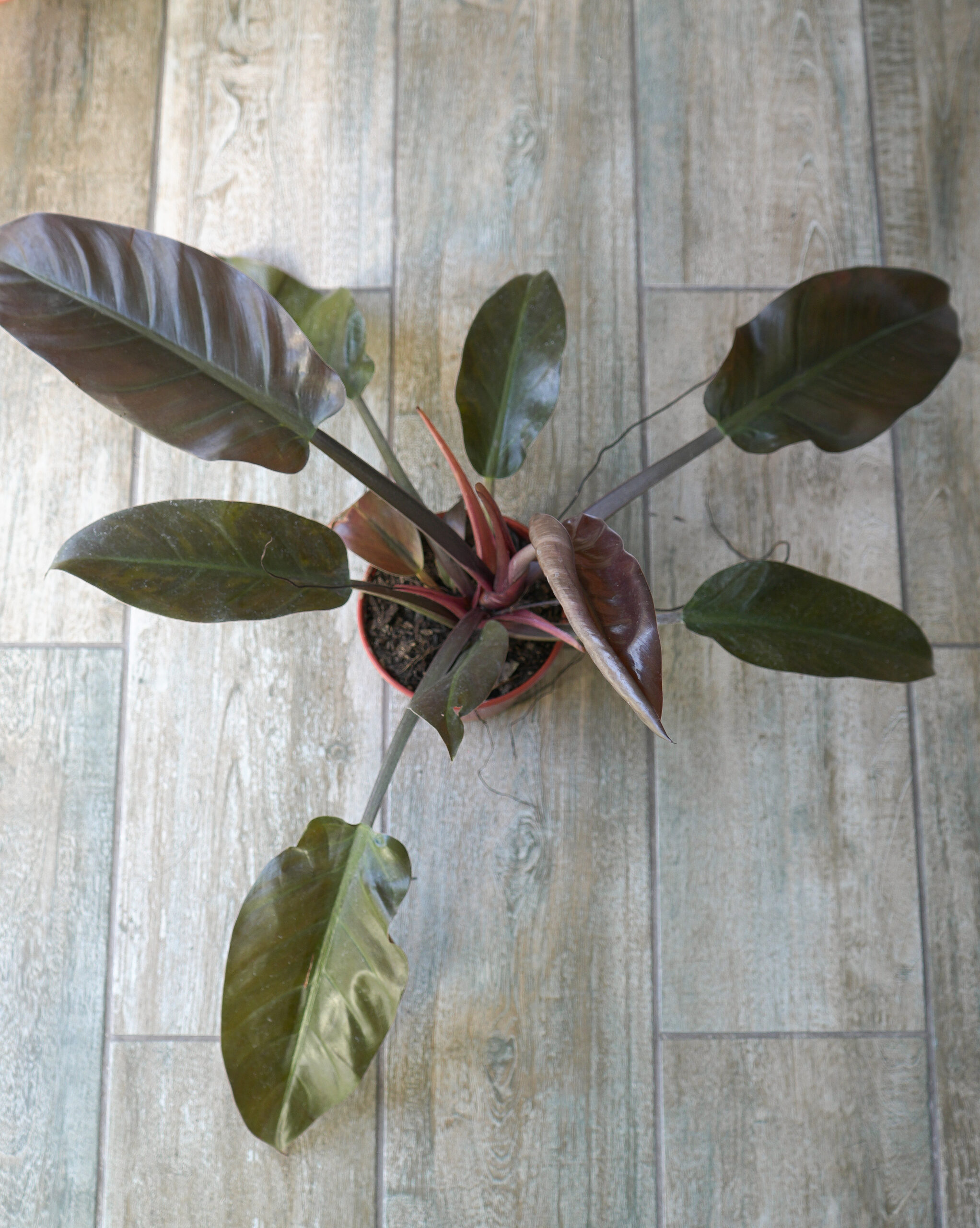 Philodendron red