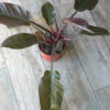 Philodendron red