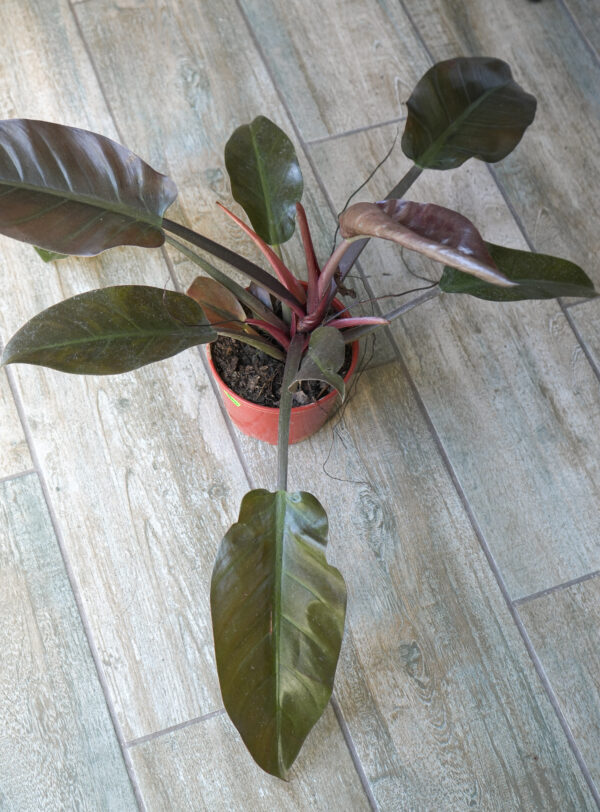 Philodendron red