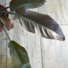 Philodendron red