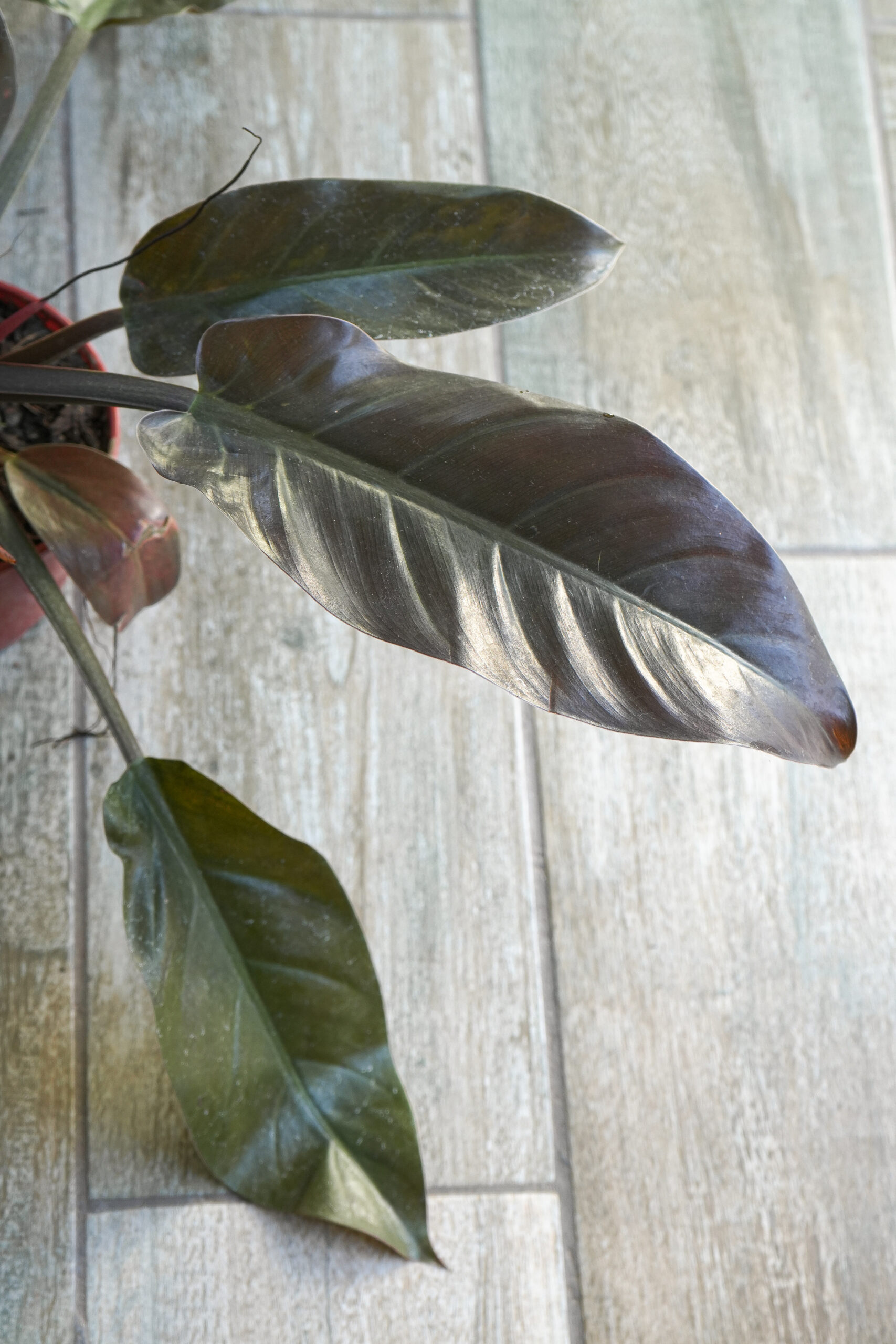 Philodendron red