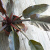 Philodendron red