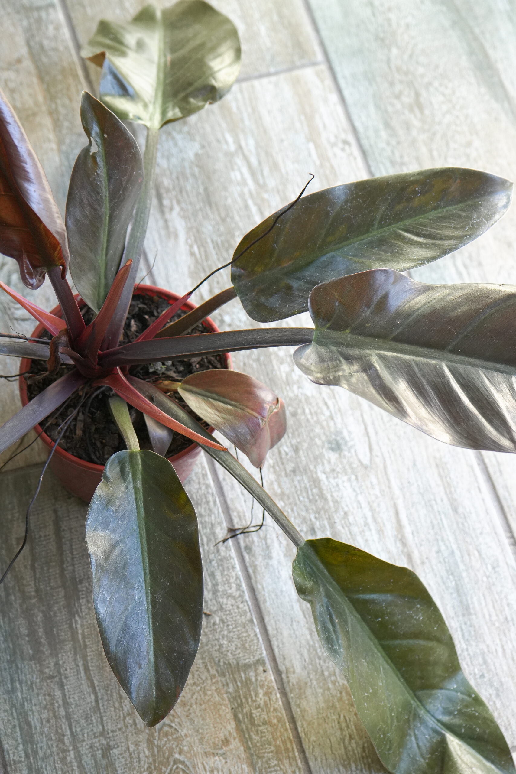 Philodendron red