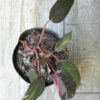 Philodendron Pink Princess