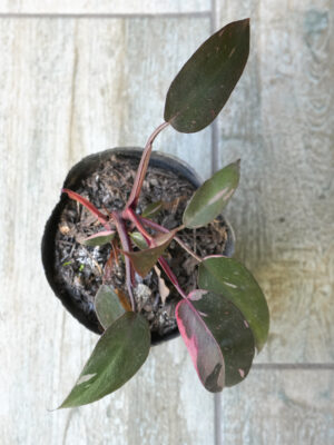 Philodendron Pink Princess