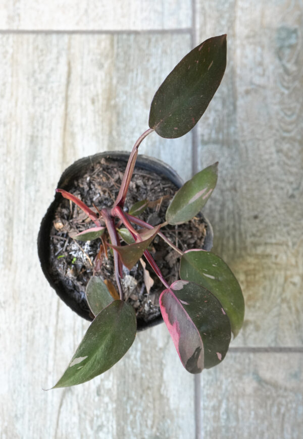 Philodendron Pink Princess