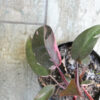 Philodendron Pink Princess