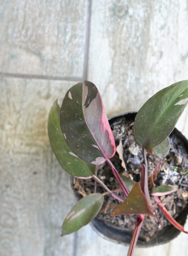 Philodendron Pink Princess