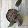 Philodendron Pink Princess