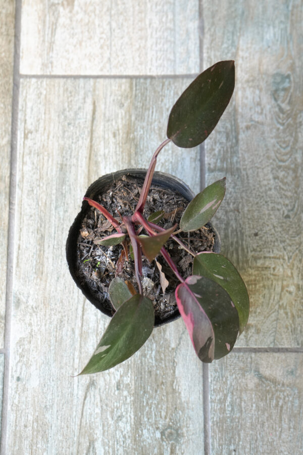 Philodendron Pink Princess
